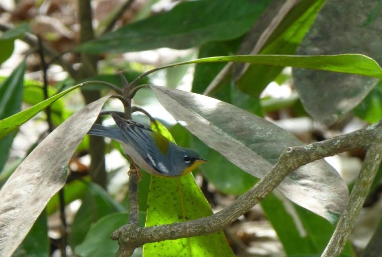 a northern parula searching for insects underneath magnolia leaves