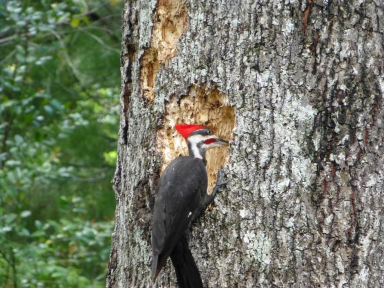 a pileated woodpecker producing wood chips while searching for food