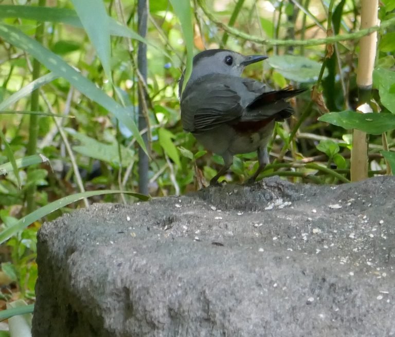 catbirds love berries and do a good job at seed dispersal
