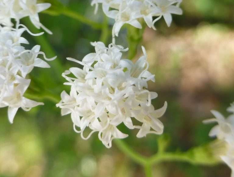 hammock snakeroot (Ageratina jucunda)