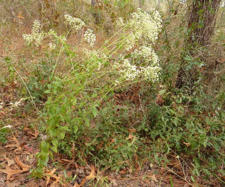 hammock snakeroot (Ageratina jucunda)