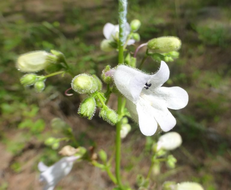 Beardtongue (Penstemon multiflorus)