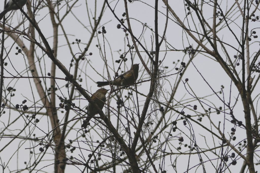 Ecosystem Services That Birds Provide - Sharons Florida