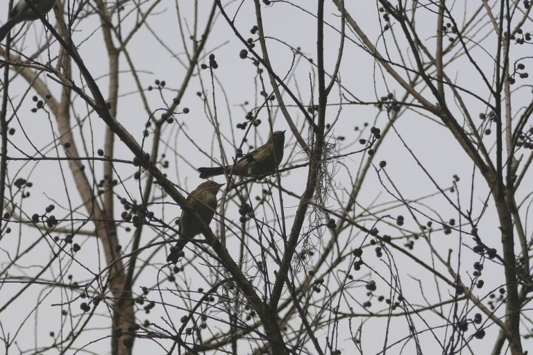 yellow rumped warblers searching for insects