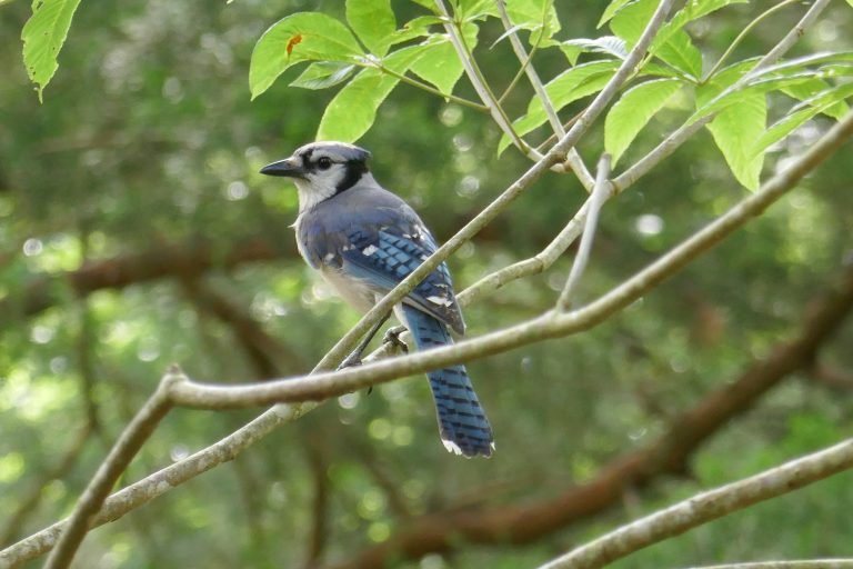 blue jay perched on a tree limb
