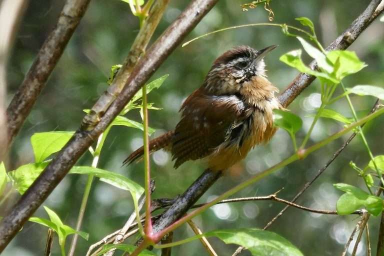 Carolina wren