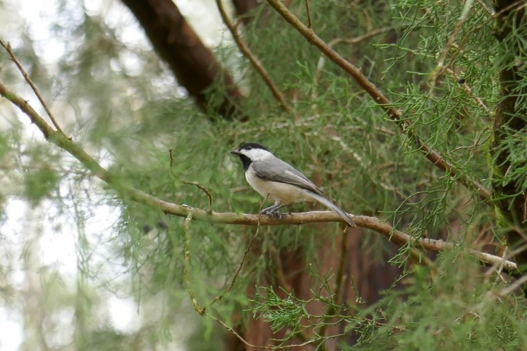 Carolina chickadee perched on a cedar limb