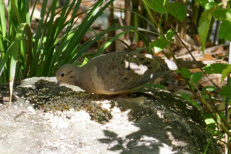 mourning dove eating seeds