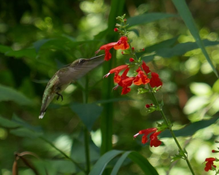 ruby-throated hummingbird drinking nectar from a red salvia flower