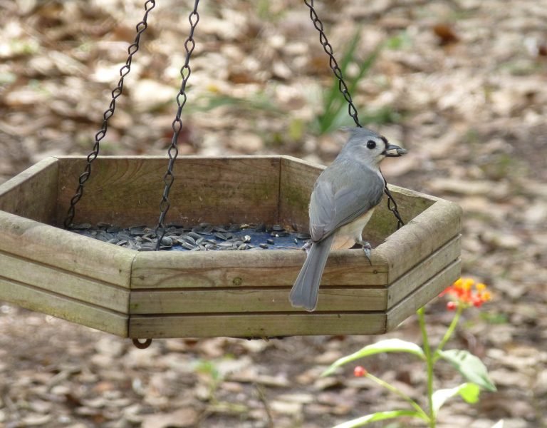 tufted titmouse at a bird feeder with a sunflower seed