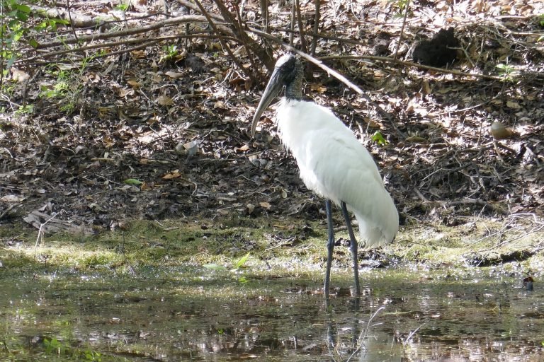 wood stork standing in a pond