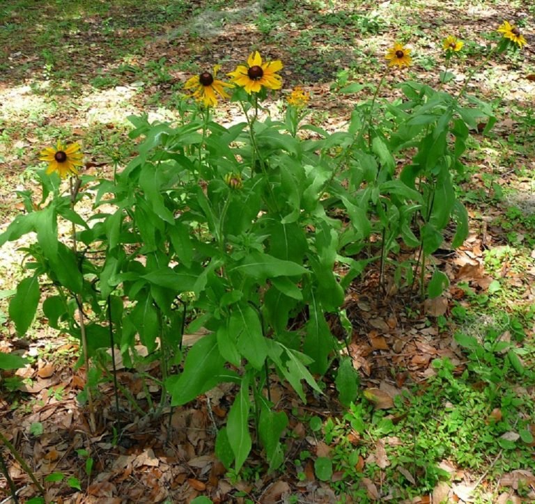 Blackeyed Susan (Rudbeckia hirta)