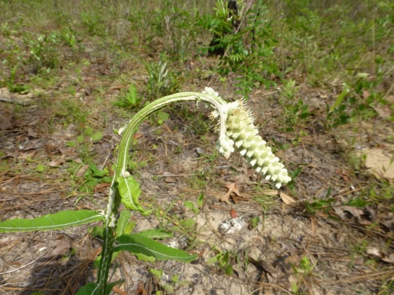 Blackroot (Pterocaulon pycnostachyum)