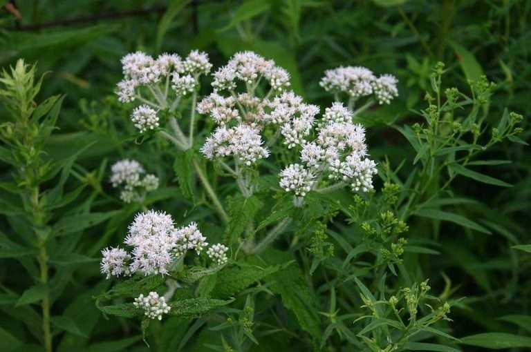 common boneset (Eupatorium perfoliatum)