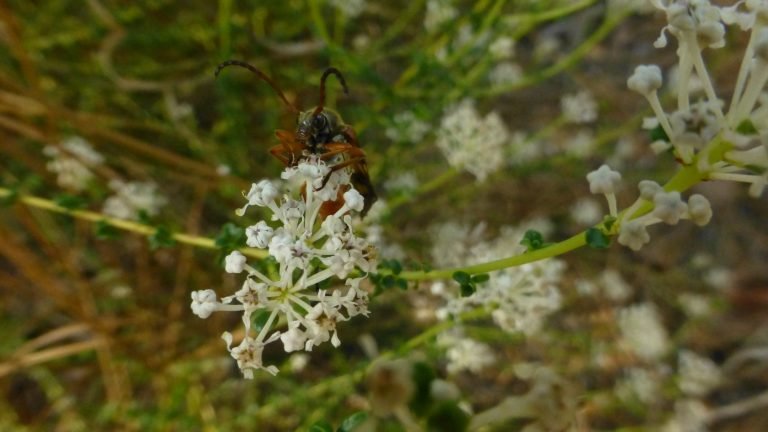 Littleleaf buckbrush (Ceanothus microphyllus)