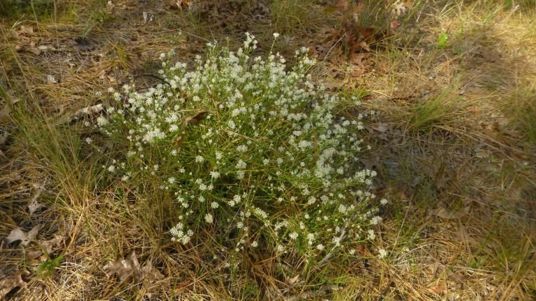 Littleleaf buckbrush (Ceanothus microphyllus)