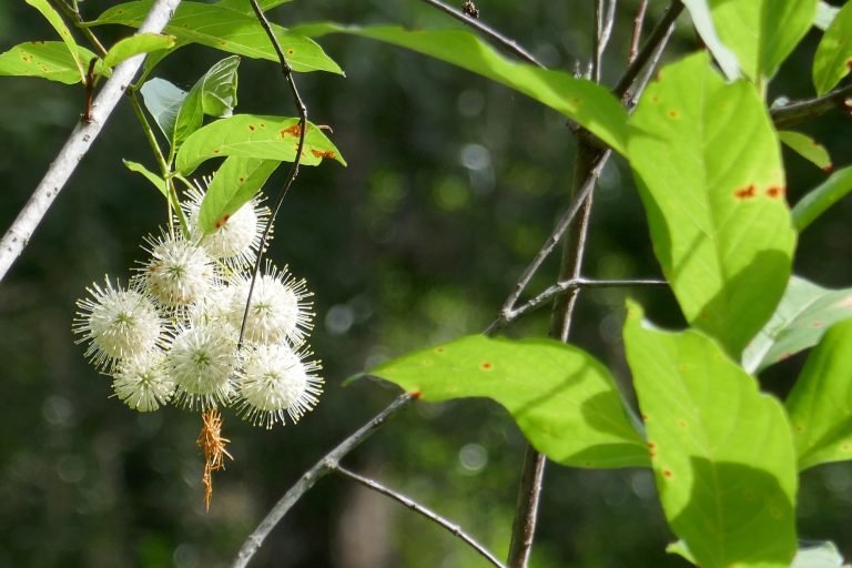 Buttonbush (Cephalanthus occidentalis)