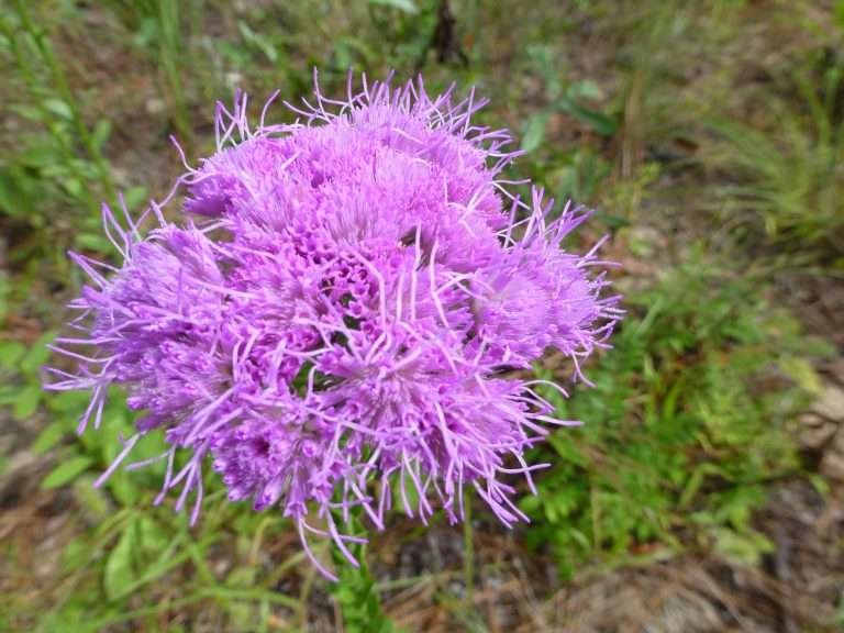 Florida paintbrush (Carphephorus corymbosus)