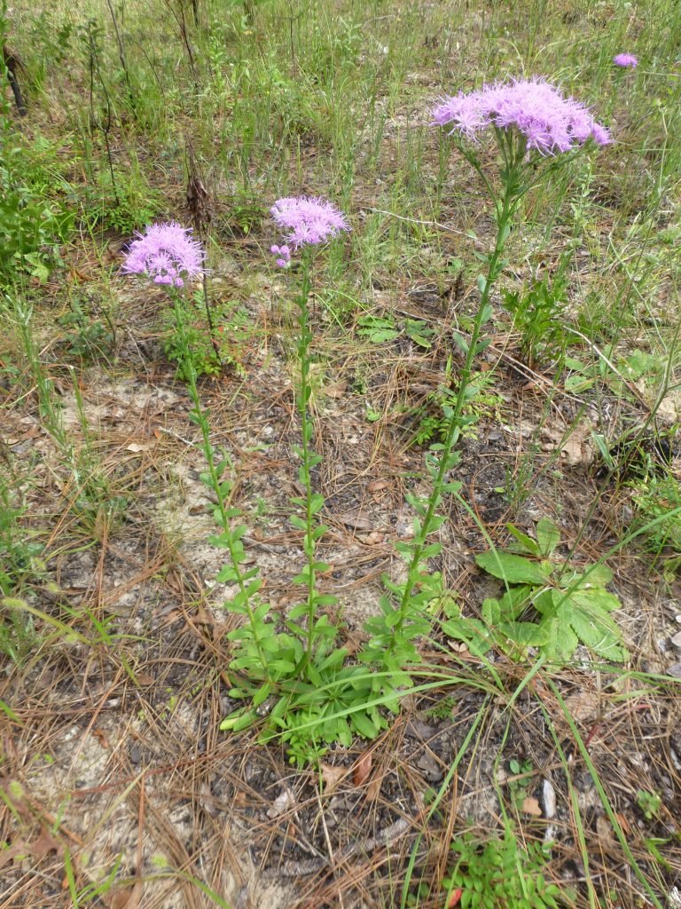 Florida paintbrush (Carphephorus corymbosus)