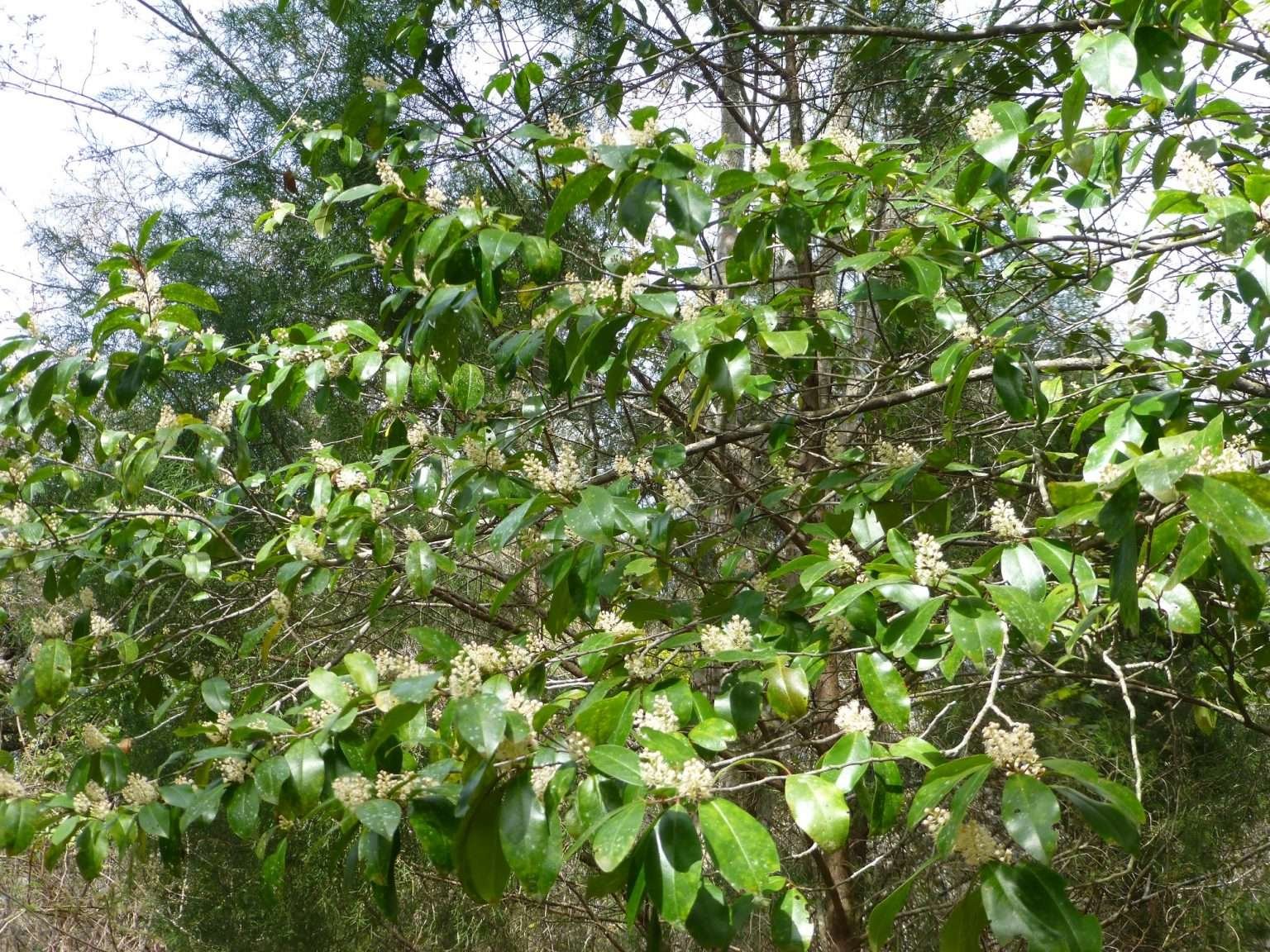 Cherry Laurel - Sharons Florida