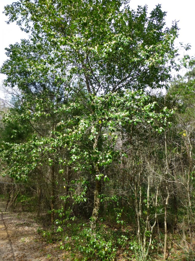 Cherry Laurel (Prunus caroliniana)