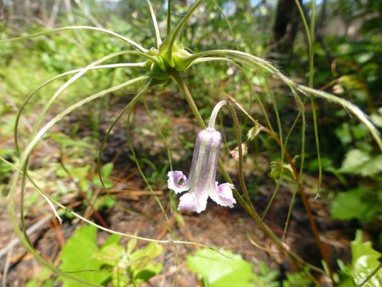 Pine-hyacinth (Clematis baldwinii)