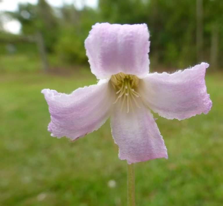 Pine-hyacinth (Clematis baldwinii)