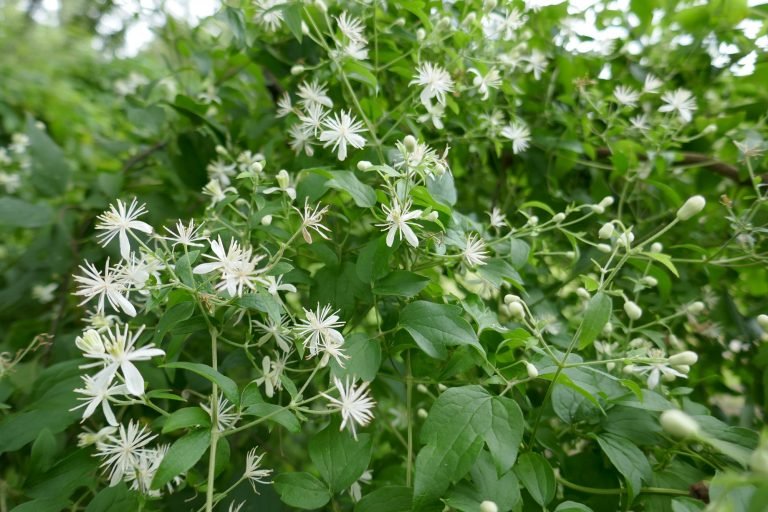 Virgins Bower (Clematis virginiana)