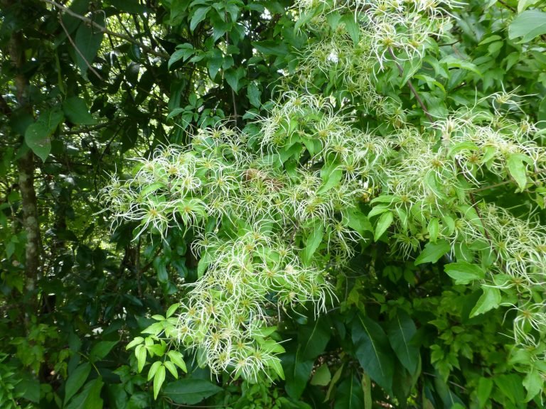 Virgins Bower (Clematis virginiana)