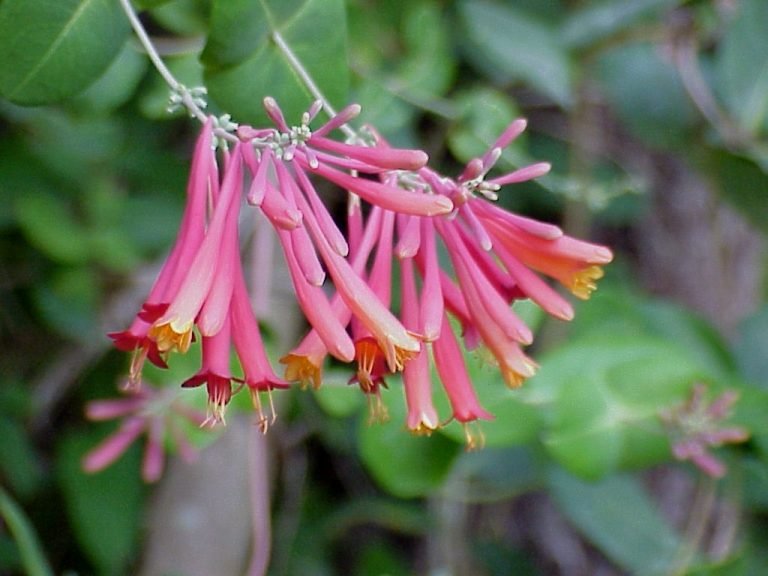 Coral Honeysuckle (Lonicera sempervirens)