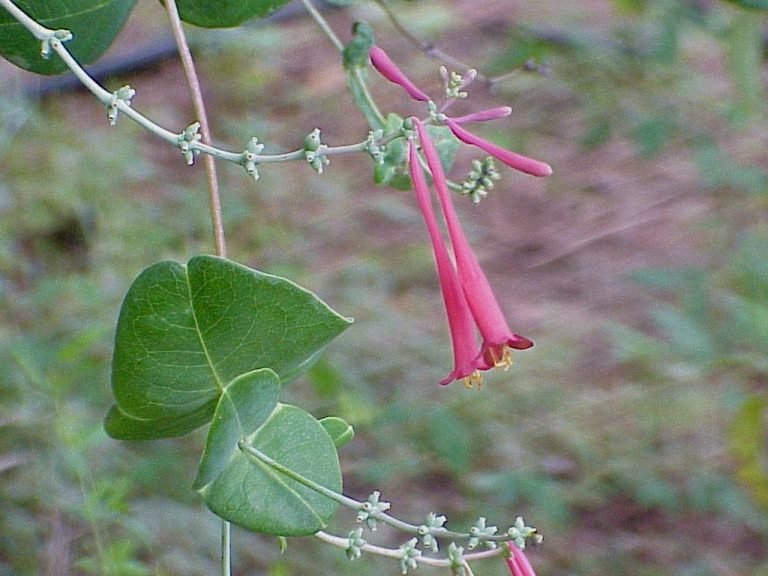 Coral Honeysuckle (Lonicera sempervirens)