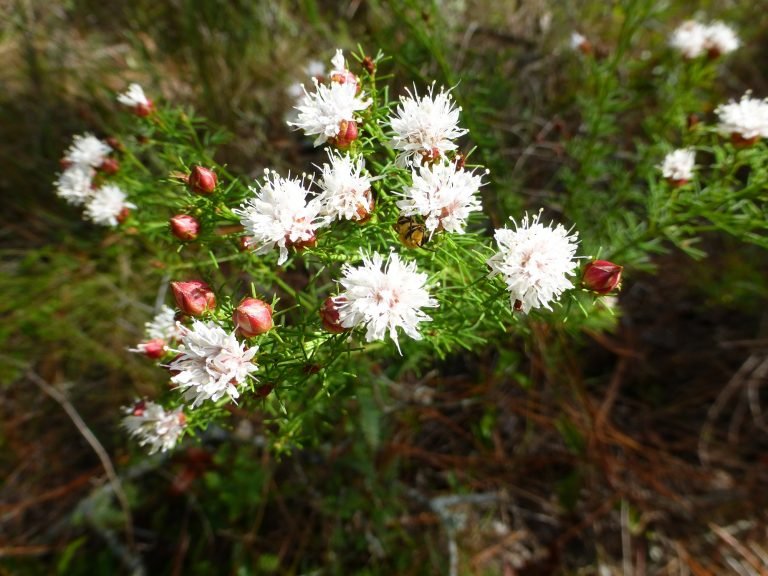 Summer Farewell (Dalea pinnata var. pinnata)