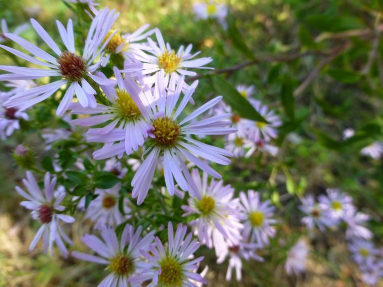 Elliott’s Aster (Symphyotrichum elliottii)