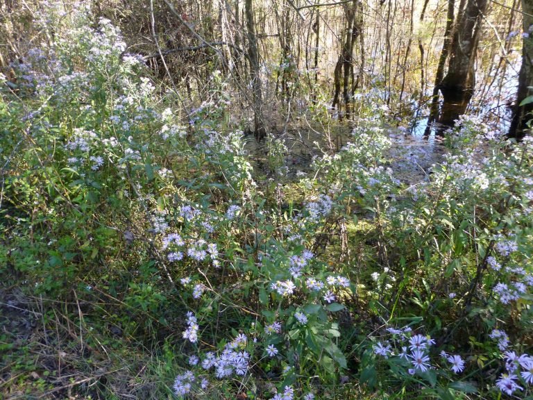 Elliott’s Aster (Symphyotrichum elliottii)