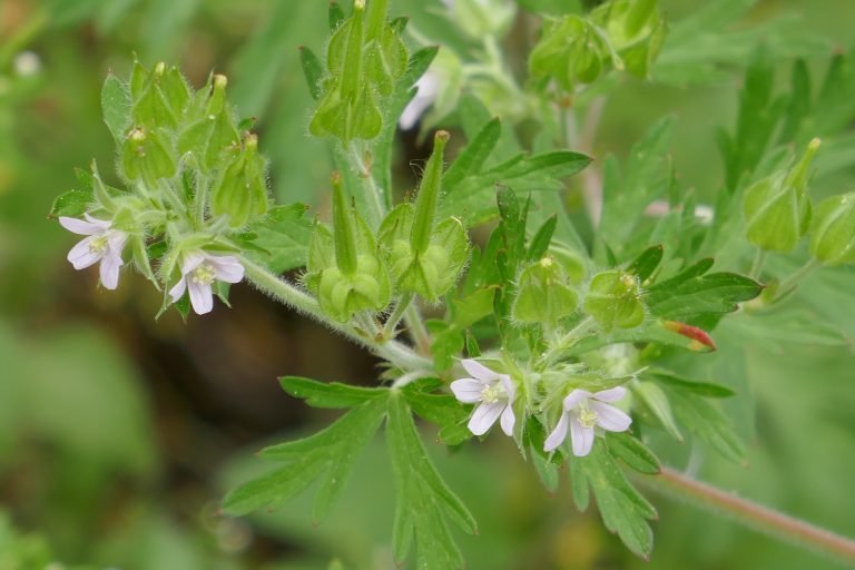 Wild geranium (Geranium carolinianum)