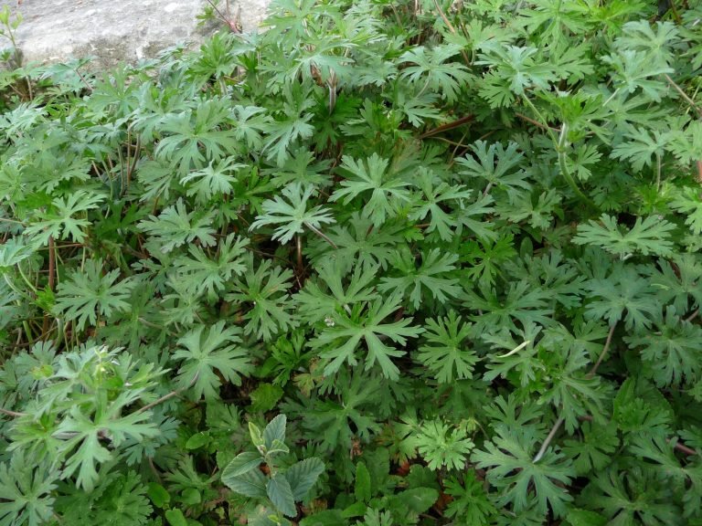 Wild geranium (Geranium carolinianum)