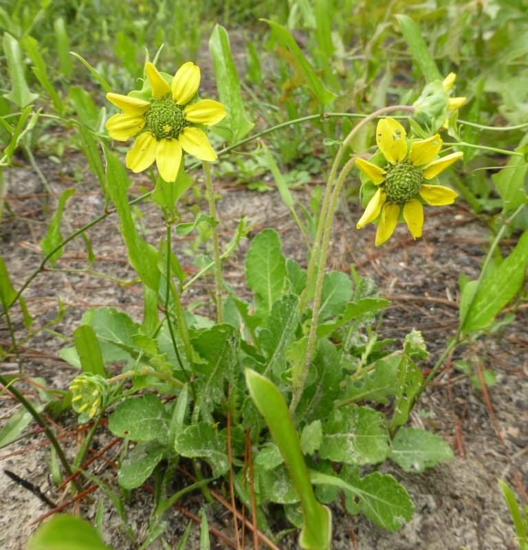 Florida Greeneyes (Berlandiera subacaulis)