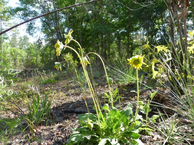 Florida Greeneyes (Berlandiera subacaulis)