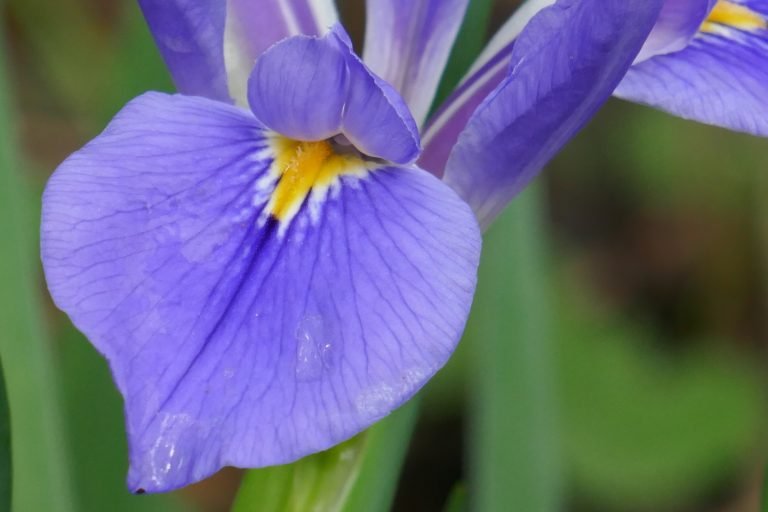 Blue Flag Iris (Iris virginica)