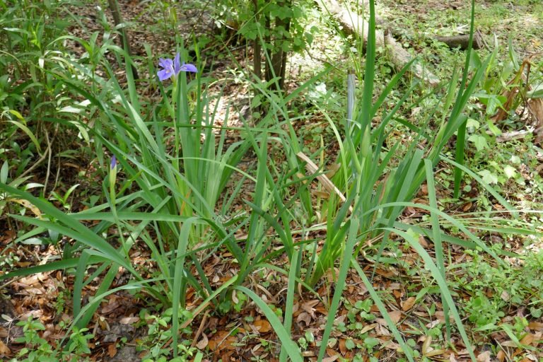 Blue Flag Iris (Iris virginica)