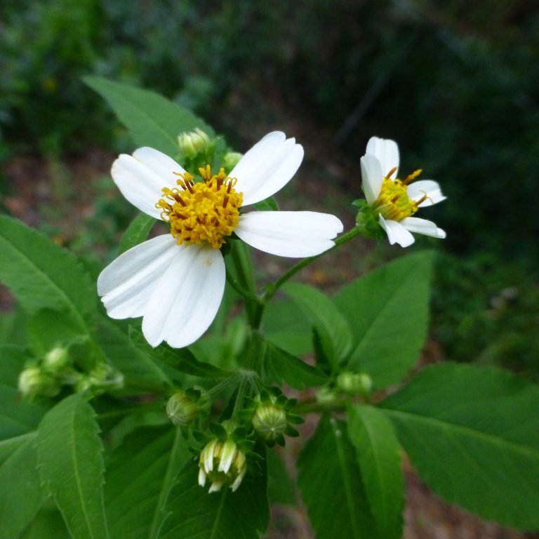 Spanish needles (Bidens alba)