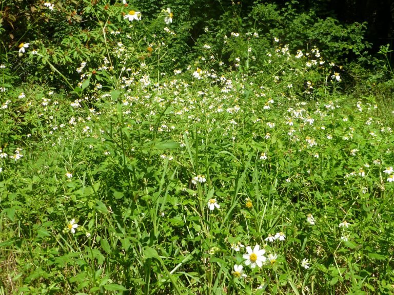 Spanish needles (Bidens alba)