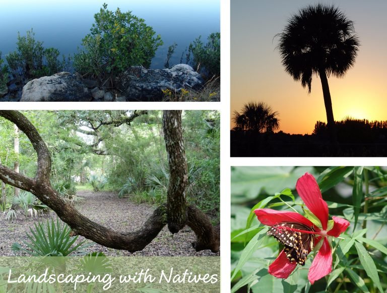 sharons florida landscaping with natives main page link