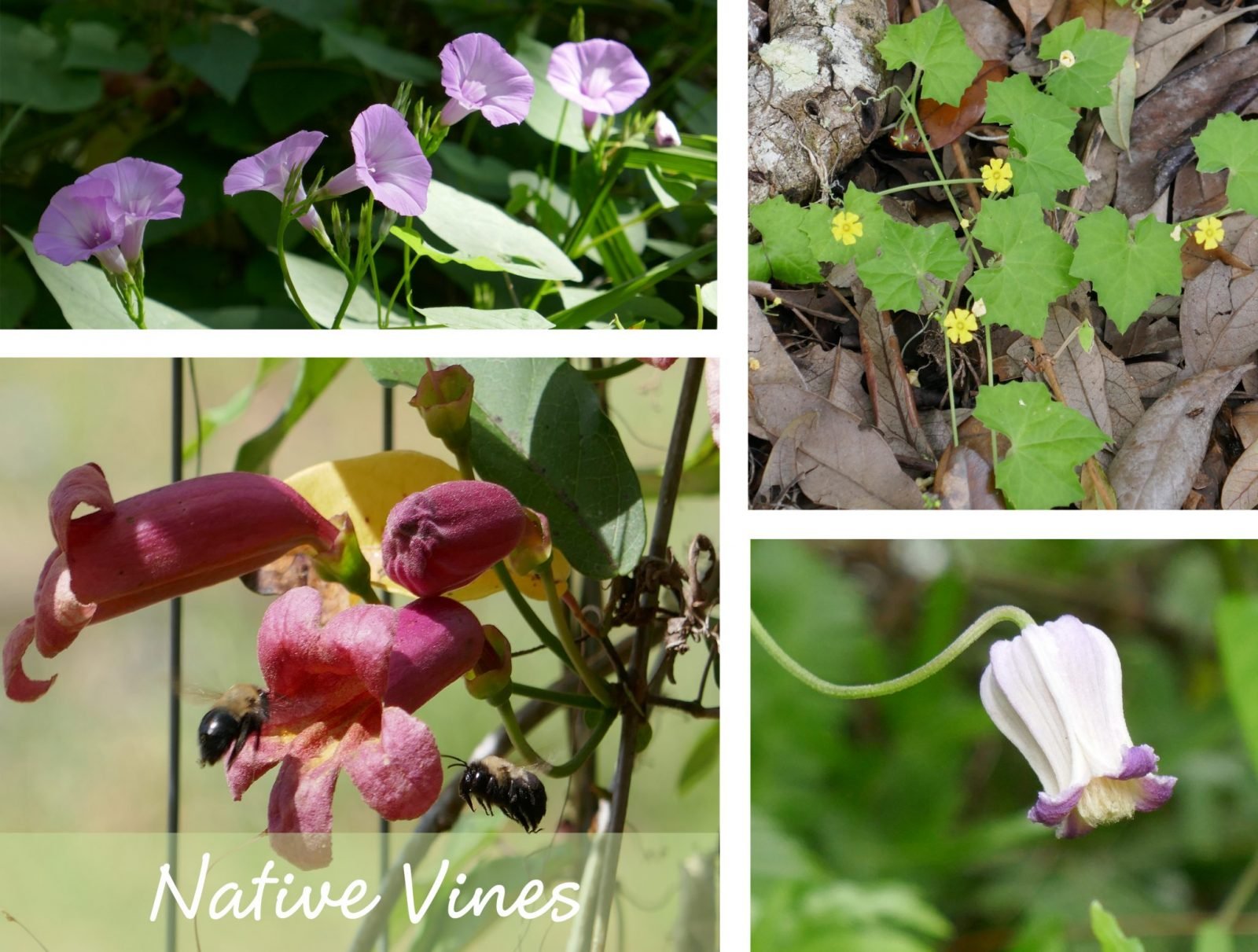 Native Vines Sharons Florida