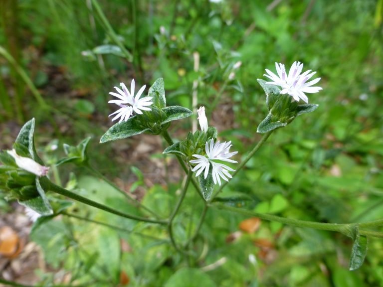 Tall Elephantsfoot (Elephantopus elatus)