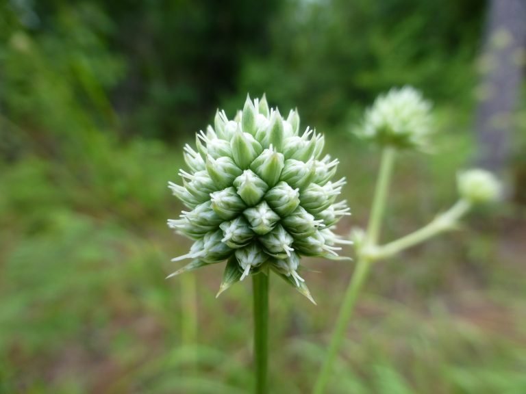 Button Rattlesnake-master (Eryngium yuccifolium) flower head