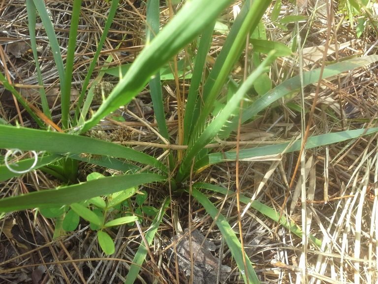 Button Rattlesnake-master (Eryngium yuccifolium) basal leaves