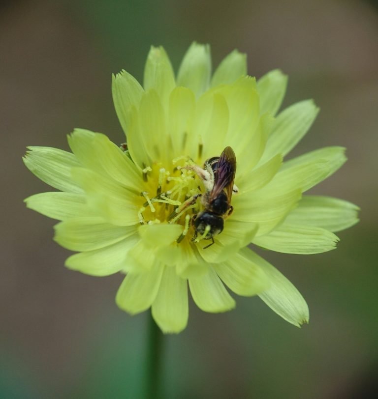 Carolina desert-chicory (Pyrrhopappus carolinianus) aka false dandelion flowers