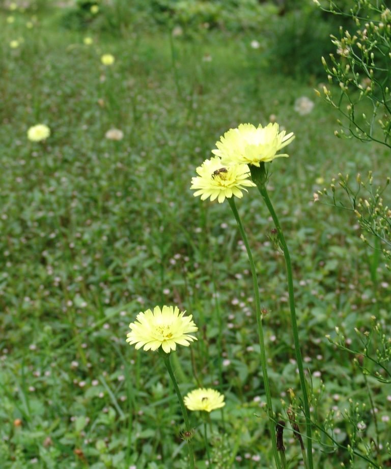 Carolina desert-chicory (Pyrrhopappus carolinianus) aka false dandelion flowers in a lawn