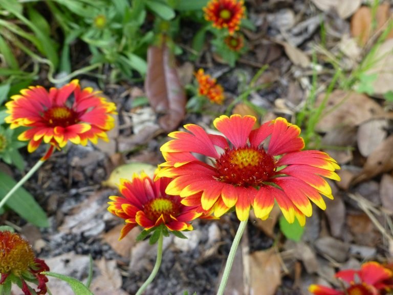 Firewheel aka Indian Blanket (Gaillardia pulchella)